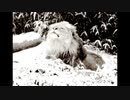 【NNIオリジナル】Snow Lion
