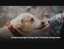 Comparing Dog’s Living Years To Human Living Years