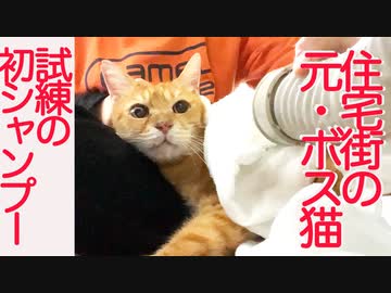 住宅街の元・ボス猫、生涯初のシャンプーに挑む