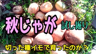 秋じゃがいも試し掘り