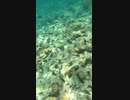 Aug. 2017 Ogasawara Islands Tokyo東京都　小笠原諸島、父島　その4