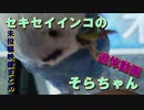 【2022年11月12日訃報】セキセイインコのそらちゃんが虹の橋を渡りました・・・