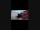 猫島の真っ黒な猫がモフらせてくれる幸せ#Shorts【野良猫】【感動猫】