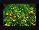 【NNIオリジナル】Citrus Road