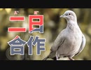 二日合作