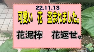 22/11/13　花泥棒　花返せ！