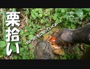 【増刊号】#26 栗拾い！