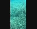 Aug. 2017 Ogasawara Islands Tokyo東京都　小笠原諸島、父島　その5