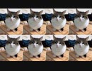 WawaのCatが！