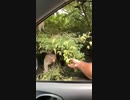 ホモと見る　落ちたけどしっかり貰っていく漫画のワンシーンのようなお猿
