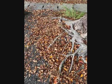 Uber Eats待機中　池田公園　落ち葉でいっぱいだ