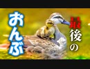 0604C②【母の背中に乗るヒナ】親子ガモ。変なコイ。鳩の巣【野鳥観察と撮影、解説】
