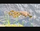 カルガモ親子のエーシー　成長記録  【4日め】【11ヒナ（内1Bc）】