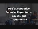 Dog’s Destructive Behavior (Symptoms, Causes, and Treatments)
