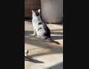 野良猫を遠くから撮影