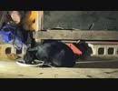 2022/11/14 【おったん】ギフト沢山ありがとうございました二位になれたよ
