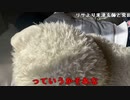 【ねむこ】寝れねーから付き合って。2022年11月8日