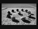 Acorn Cult