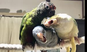 いいインコの日〜ハンデがあっても頑張ってるよ！〜