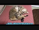 [モトノラミント]　飼い主に前足を伸ばして力尽きる元ノラ　Japanese Former Stray Cat