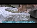 [モトノラミント]　庭石に溜まった水を飲んだ元ノラの表情がこちらｗ　Japanese Former Stray Cat