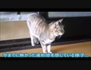[モトノラミント]　パパラッチされながら昼寝場所を探す元ノラ　Japanese Former Stray Cat