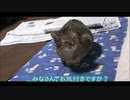 [モトノラミント]　元ノラの座り方について重大な仮説が提唱されました！！　Japanese Former Stray Cat
