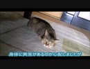 [モトノラミント]　香箱座りできない説に対して秒で反論動画が送られてきましたｗｗ　Japanese Former Stray Cat
