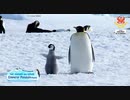 優雅で才能豊かな皇帝ペンギンの民