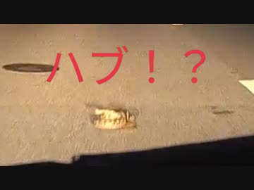 ドライブ中のハプニング