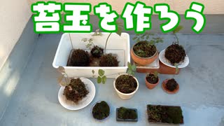 苔玉を作ったよ