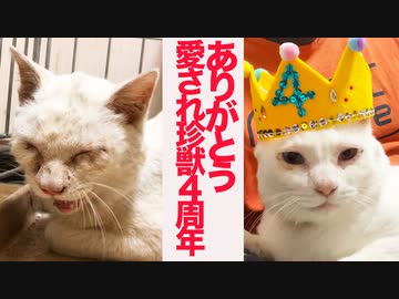 オッドアイの白猫、保護預かり4年の軌跡