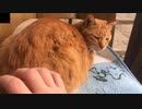 猫の腰をもむ