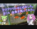 アクアリウムはじめました。#14 金魚を買ってみた。