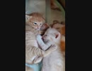 ねこすけの赤ちゃんが生まれました