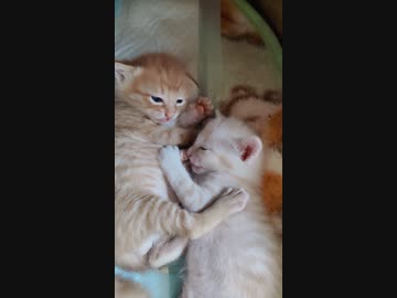 ねこすけの赤ちゃんが生まれました