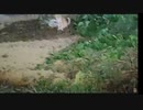ねこすけが帰ってこなかったので探しに行ったら、友達と遊んでた