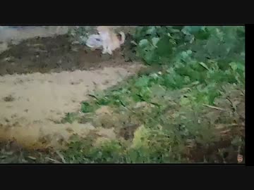 ねこすけが帰ってこなかったので探しに行ったら、友達と遊んでた