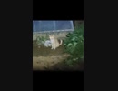 ねこすけが夜になっても帰ってきません。
