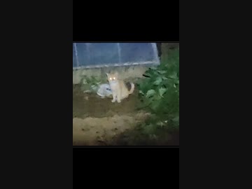ねこすけが夜になっても帰ってきません。