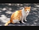 [野良猫]　道端でなんか言ってる猫　Japanese Stray cat