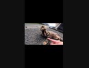 猫島のキジトラ猫とたわむれる幸せ#Shorts【野良猫】【感動猫】 (1)