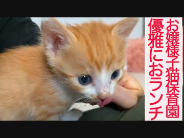 お嬢様子猫保育園、おランチをお召し上がりになる