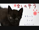 【意味怖】その猫は、ほんとうに猫ですか？【Vtuber/ゲーム実況】