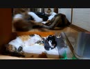 珍しい茶白の雌猫『気づいたのはとてもお転婆だということ』