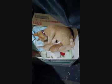 ねこすけ赤ちゃんをペロペロする