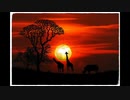 【NNIオリジナル】Silhouette Of Africa