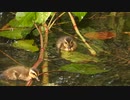 水没した虎杖で悠々と捕食するカモの赤ちゃん