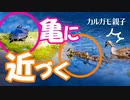 0604C③【カルガモ親子】亀に近づくヒナ。舌が凄い。カラスの行水【バードウォッチング】