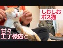 甘々オス三毛王子様猫としおしおボス猫